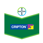 cripton