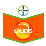 Laudis
