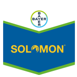 solomon